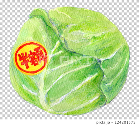 水彩イラスト　半額シールが貼られたキャベツ 124201575