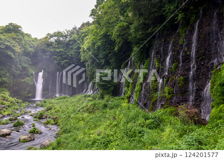 富士山麓の美しい名瀑「白糸ノ滝」 富士山麓の美しい名瀑「白糸ノ滝」 124201577