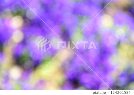 紫色 パープル 花 花畑 一面 単色 春 背景素材 124201584