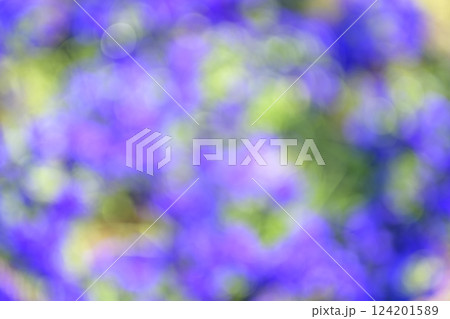 紫色 パープル 花 花畑 一面 単色 春 背景素材 紫色 パープル 花 花畑 一面 単色 春 背景素材 124201589