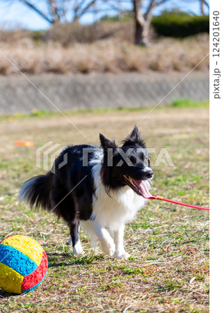 広場で遊ぶボーダーコリー 124201640