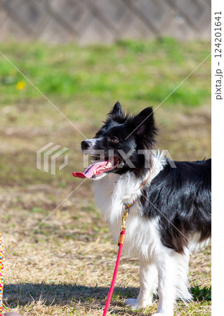 広場で遊ぶボーダーコリー 広場で遊ぶボーダーコリー 124201641