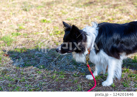 広場で遊ぶボーダーコリー 124201646