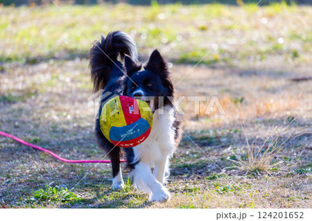 広場で遊ぶボーダーコリー 124201652