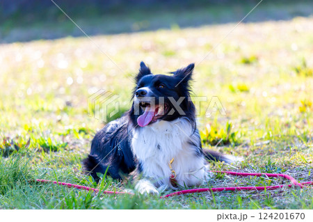 広場で遊ぶボーダーコリー 124201670