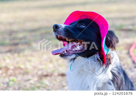 広場で遊ぶボーダーコリー 広場で遊ぶボーダーコリー 124201676