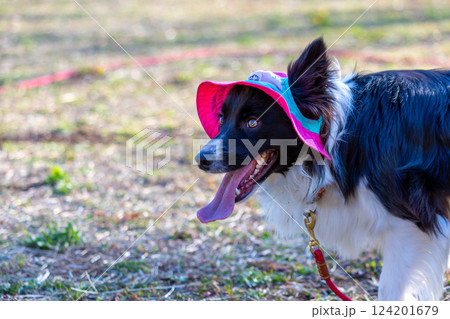 広場で遊ぶボーダーコリー 124201679