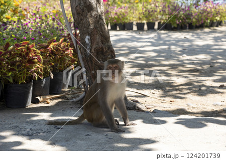 Macaque monkey in the park on the Monkey Island in Vietnam, Nha Trang. The monkey sits in the shade under a tree and looks at the camera. Selective focus, close-up. Macaque monkey in the park on the Monkey Island in Vietnam, Nha Trang. The monkey sits in the shade under a tree and looks at the camera. Selective focus, close-up. 124201739