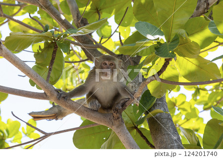 Macaque monkey in the park on Monkey Island in Vietnam, Nha Trang. The monkey sits high on a tree branch and looks away. Selective focus, close-up. Macaque monkey in the park on Monkey Island in Vietnam, Nha Trang. The monkey sits high on a tree branch and looks away. Selective focus, close-up. 124201740