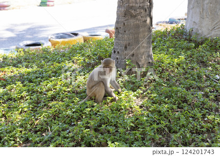 Macaque monkey in the park on the Monkey Island in Vietnam, Nha Trang. The monkey sits in the shade under a tree and looking down. Selective focus, close-up. Macaque monkey in the park on the Monkey Island in Vietnam, Nha Trang. The monkey sits in the shade under a tree and looking down. Selective focus, close-up. 124201743