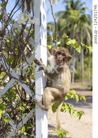 Macaque monkey in the park on Monkey Island in Vietnam, Nha Trang. The baby monkey hangs on a trellis and looks at the camera. Selective focus, close-up. 124201746