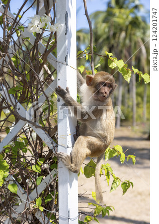 Macaque monkey in the park on Monkey Island in Vietnam, Nha Trang. The baby monkey hangs on a trellis and looks away. Selective focus, close-up. Macaque monkey in the park on Monkey Island in Vietnam, Nha Trang. The baby monkey hangs on a trellis and looks away. Selective focus, close-up. 124201747