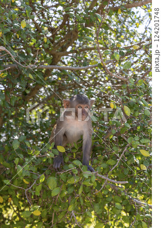 Macaque monkey in the park on Monkey Island in Vietnam, Nha Trang. The baby monkey sits high on a tree branch and looks away. Selective focus, close-up. Macaque monkey in the park on Monkey Island in Vietnam, Nha Trang. The baby monkey sits high on a tree branch and looks away. Selective focus, close-up. 124201748