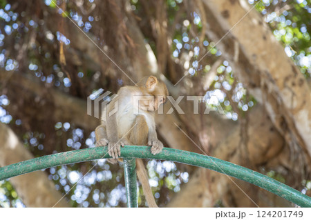 Macaque monkey in the park on Monkey Island in Vietnam, Nha Trang. A baby monkey sits on a trellis and looks down. Selective focus, close-up. Macaque monkey in the park on Monkey Island in Vietnam, Nha Trang. A baby monkey sits on a trellis and looks down. Selective focus, close-up. 124201749