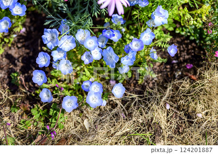 ネモフィラ 青い花 春の花 春色 3月 イメージ ネモフィラ 青い花 春の花 春色 3月 イメージ 124201887