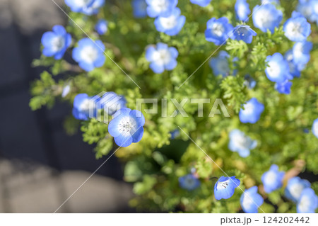 ネモフィラ 青い花 春の花 町の中 都心 おしゃれ ネモフィラ 青い花 春の花 町の中 都心 おしゃれ 124202442