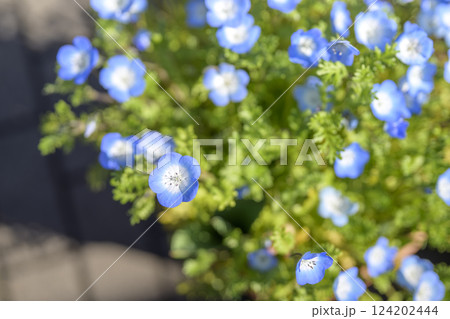 ネモフィラ 青い花 春の花 町の中 都心 おしゃれ ネモフィラ 青い花 春の花 町の中 都心 おしゃれ 124202444