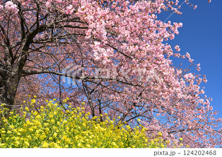 河津桜と菜の花のある風景 河津桜と菜の花のある風景 124202468