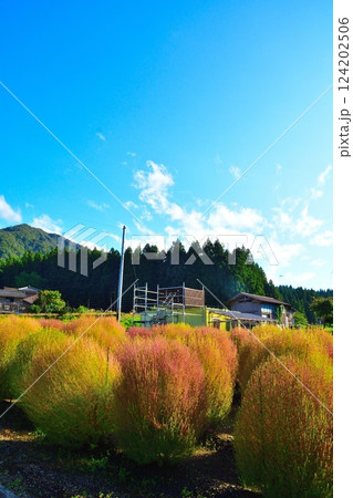 五泉市上戸倉のコキア畑（新潟県） 124202506