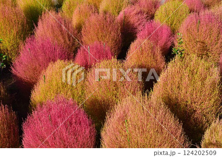 五泉市上戸倉のコキア畑（新潟県） 124202509