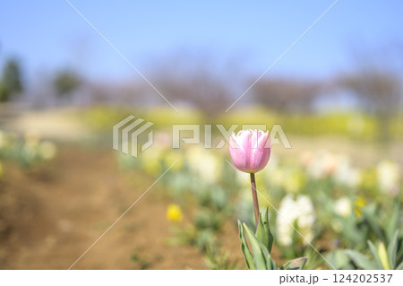 チューリップ畑 ピンク 春の花 春色 124202537
