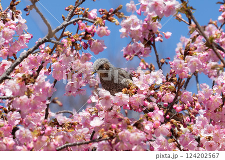 河津桜とヒヨドリ 124202567