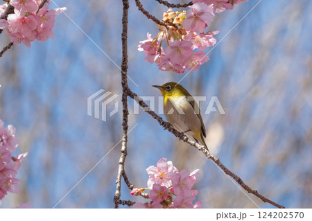 河津桜とメジロ 124202570