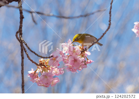 河津桜とメジロ 河津桜とメジロ 124202572