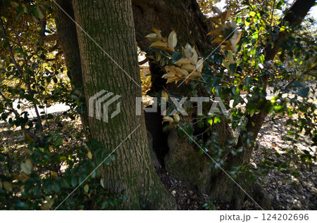 埼玉県羽生市上岩瀬の自証院医王寺 椎の木 埼玉県羽生市上岩瀬の自証院医王寺 椎の木 124202696