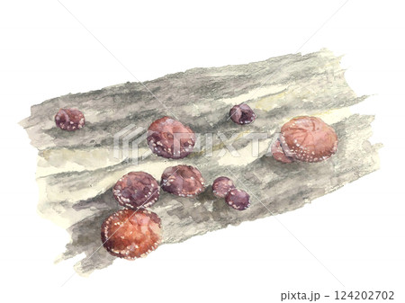 水彩で描いたホダ木で育つ椎茸【手描き】白バック 透過背景 124202702