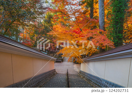 袋井市にある朝の紅葉に包まれた油山寺の礼拝門から見た風景(静岡県) 124202731