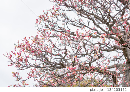 中山寺の桜とメジロ 124203152