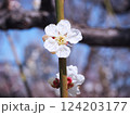 春のかわいい白い梅の花のアップ 124203177