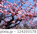青空と満開の梅の花 124203178