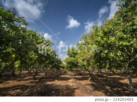 cashew trees and fruit at organic farm in thailand cashew trees and fruit at organic farm in thailand 124203403