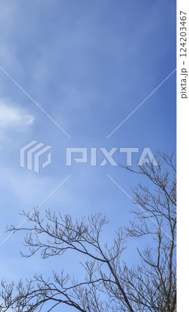 Blue sky with clouds, winter weather. Clouds on the background of trees. 124203467