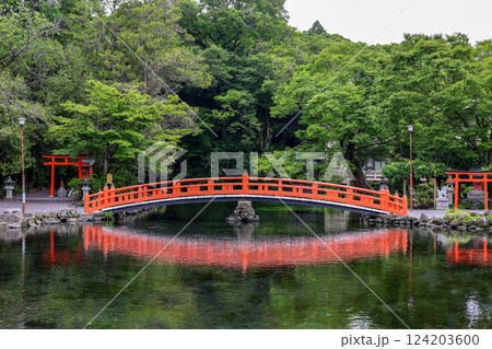 富士山の麓の湧水地、特別天然記念物の湧玉池の赤い橋 富士山の麓の湧水地、特別天然記念物の湧玉池の赤い橋 124203600