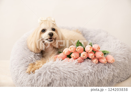 白バックとチューリップとベッドに入ったマルプーのパンナ 白バックとチューリップとベッドに入ったマルプーのパンナ 124203838