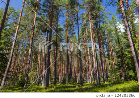 A serene view of tall pine trees in a verdant forest, Karelian landscape 124203866