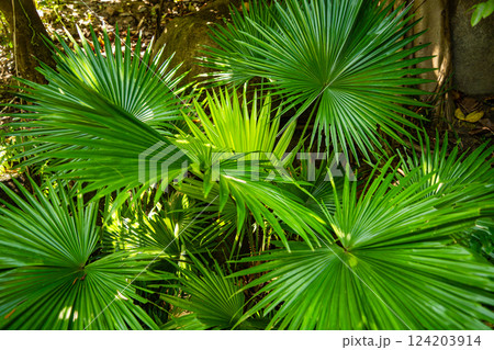 Tropical vegetation. Tropical vegetation. 124203914