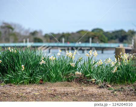 フサザキスイセン フサザキスイセン 124204010