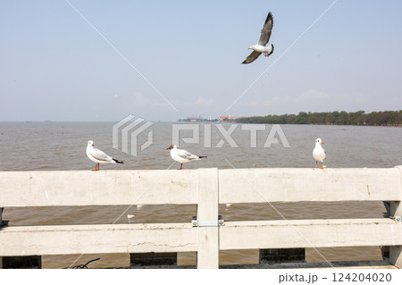 Many seagulls stand at the Bridge Edge and background with the Gulf of Thailand Many seagulls stand at the Bridge Edge and background with the Gulf of Thailand 124204020