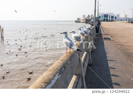 Many seagulls stand at the Bridge Edge and background with the Gulf of Thailand 124204022
