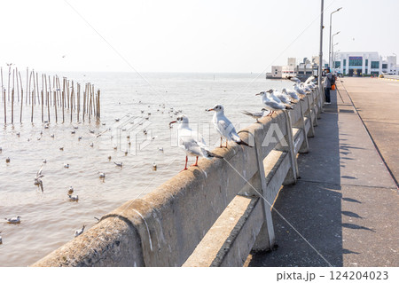Many seagulls stand at the Bridge Edge and background with the Gulf of Thailand 124204023