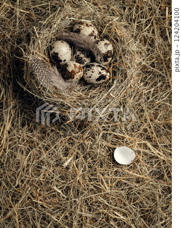 Atmospheric Easter set. Birds spotty eggs in the nest among and feathers on hay background, vertical image. Atmospheric Easter set. Birds spotty eggs in the nest among and feathers on hay background, vertical image. 124204100