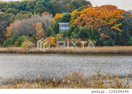 磐田市にある秋の桶ヶ谷沼の紅葉の風景(静岡県) 磐田市にある秋の桶ヶ谷沼の紅葉の風景(静岡県) 124204244