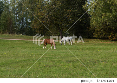 Horses grazing in a meadow. Horses grazing in a meadow. 124204304