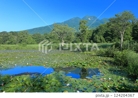 【新潟県】快晴の妙高山と満開のスイレン(いもり池) 【新潟県】快晴の妙高山と満開のスイレン(いもり池) 124204367