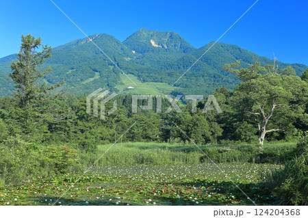 【新潟県】快晴の妙高山と満開のスイレン(いもり池) 【新潟県】快晴の妙高山と満開のスイレン(いもり池) 124204368