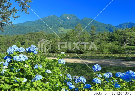 【新潟県】快晴の妙高山と紫陽花（いもり池） 124204370